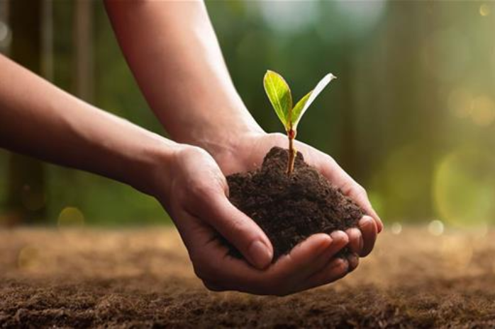 Unas manos sotienen una pequeña planta