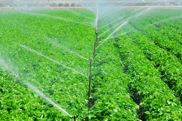 un cultivo con un sistema de riego