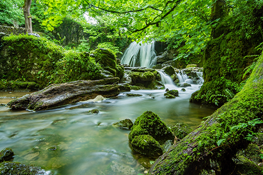 Biodiversidad, agua y restauración medioambiental