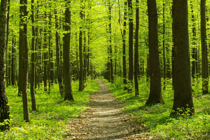 vista de un camino en un bosque