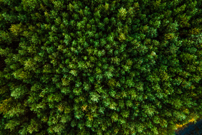 vista cenital de un bosque