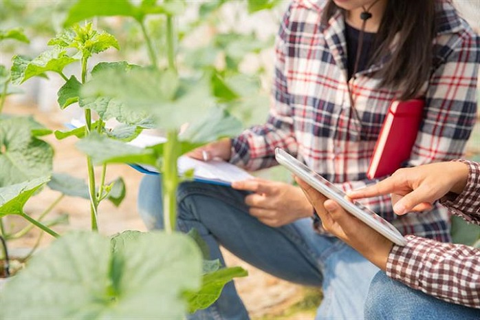 Una mujer evalúa la condición de un cultivo