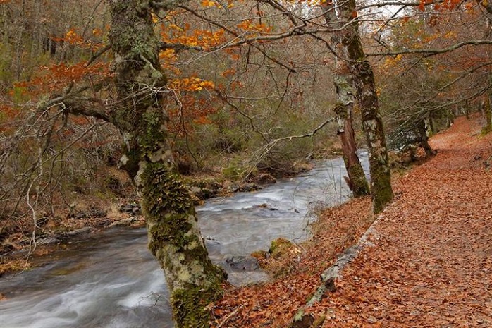 Un bosque con un río en otoño