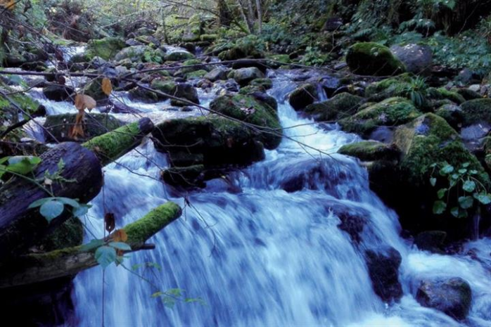 Curso de un río